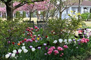 メドウガーデン