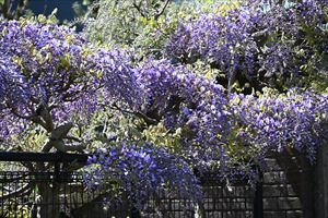 メドウガーデン