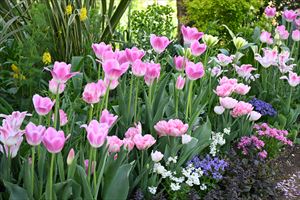 ウエディングガーデン