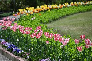 アナベルロード