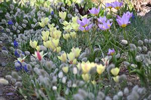 ロックガーデン