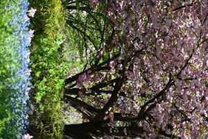 ロックガーデン