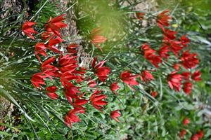 ロックガーデン