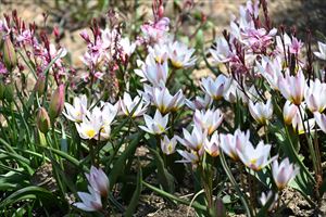 ロックガーデン