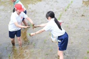 稲苗を渡す生徒たち