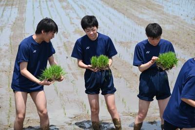 高校生が田植えをする様子
