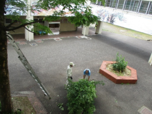 枝②