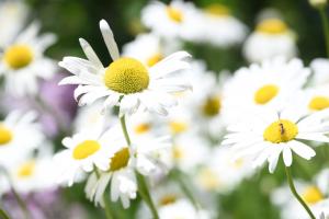 色鮮やかな花