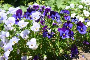色鮮やかな花