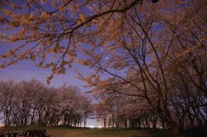 市民の森の夜桜
