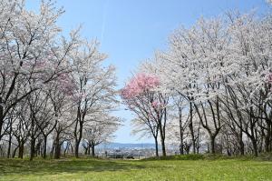 市民の森の桜