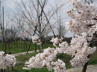 園内の桜