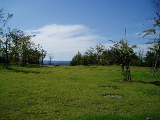 第1植樹広場の芝