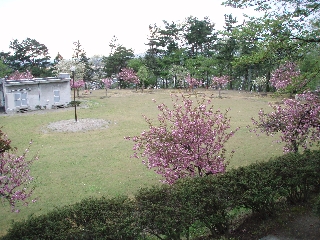 水道山の桜の画像1