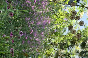 ロックガーデン