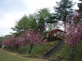 水道山の桜の画像2