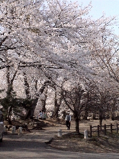 観音山の桜並木