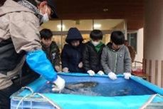 遡上鮭２
