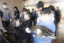 遡上鮭３