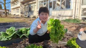 栽培していたレタスを収穫する写真