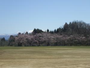 桜１