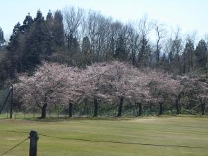 桜２