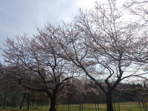 桜