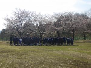桜4