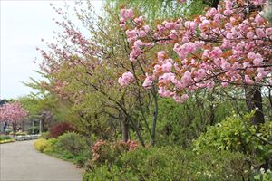 桜
