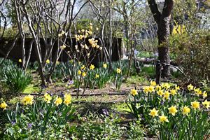 ボーダーガーデンの様子