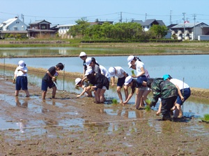 田植え(2)