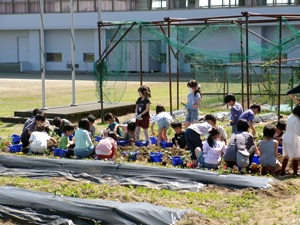 野菜の苗植え