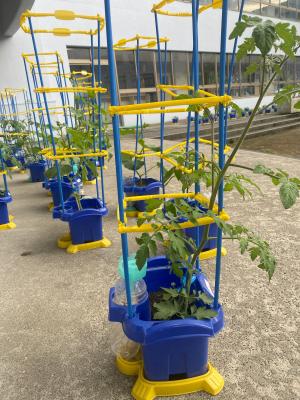 野菜の様子(1)