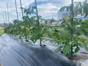 野菜の様子(2)