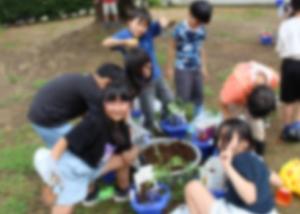苗植え
