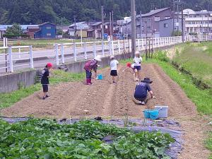 7月2日　枝豆の種まき