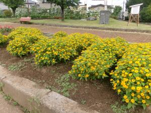 花壇の花2