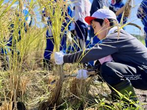 子どもの稲刈りの様子