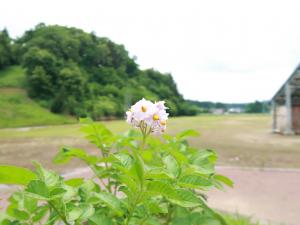 ジャガイモの花1