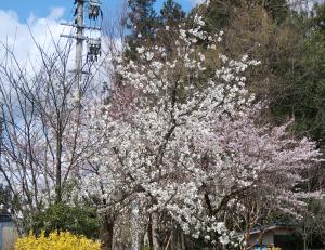 こぶしと桜