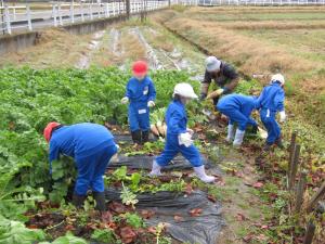11月25日大根収穫
