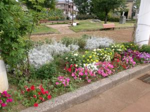 花壇の花
